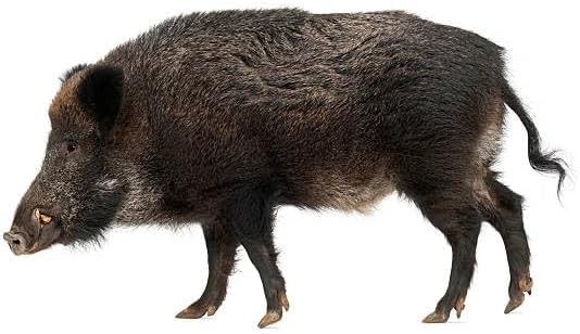 Solar Wildtiervertreiber mit 3 Geräuschen | Wildschwein | Füchse | Wölfe | für Tierdurchgangsbereich