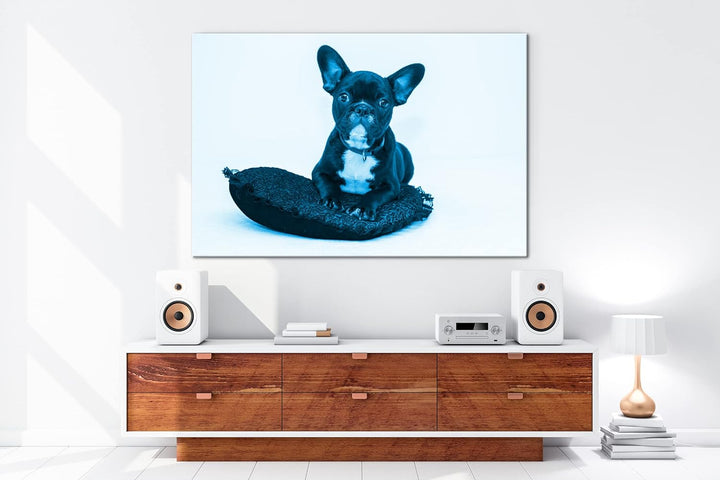 deyoli putzige Bulldogge mit einem Rotem Kissen Format 80x60 Effekt: Monocrome Blau als Leinwandbild