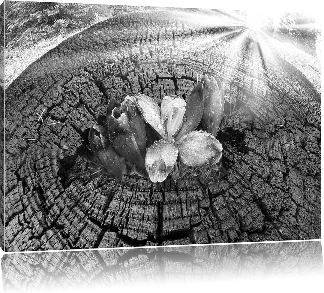 Pixxprint Die Kraft der Natur Kunst B&W / 100x70cm Leinwandbild bespannt auf Holzrahmen/Wandbild Kun