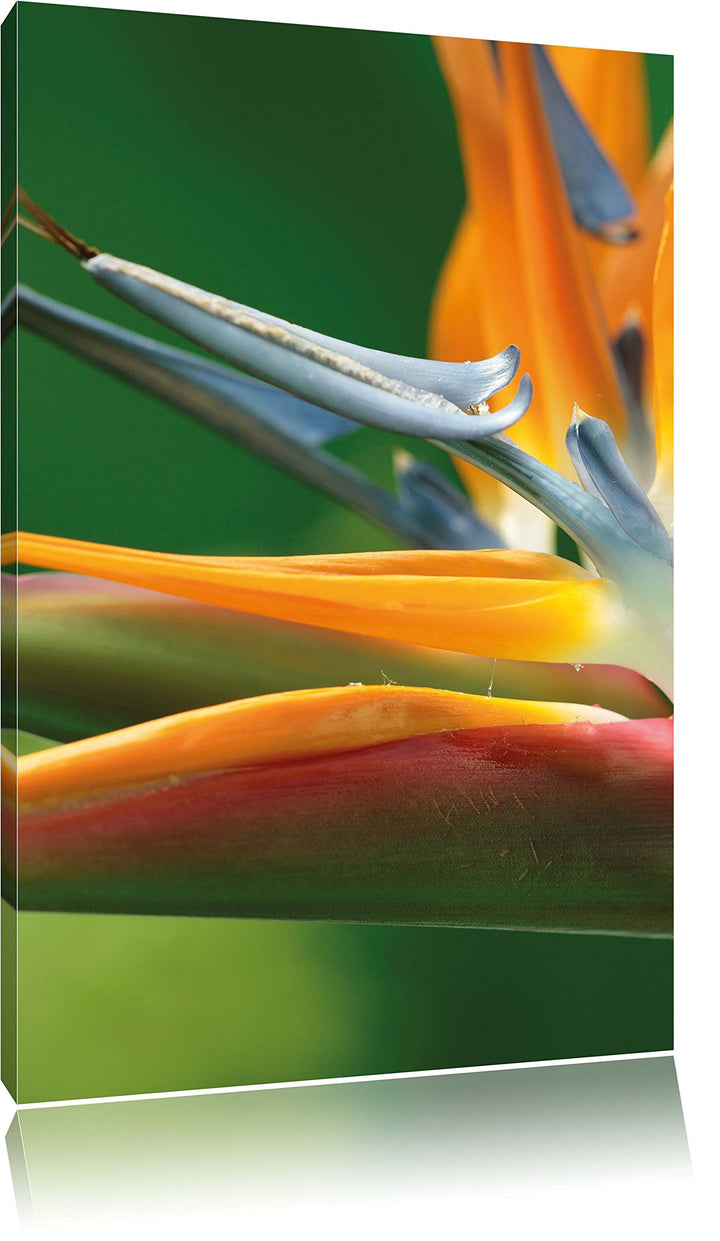 Tropische Blume, Format: 100x70 auf Leinwand, XXL riesige Bilder fertig gerahmt mit Keilrahmen, Kuns