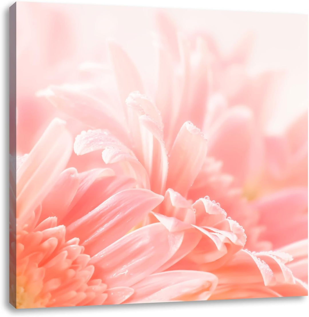 Pixxprint Gerbera-Blume in Pastelltönen, Format: 70x70 auf Leinwand, 70x70