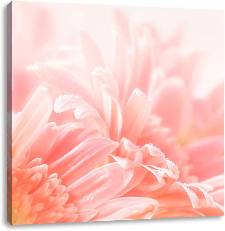 Pixxprint Gerbera-Blume in Pastelltönen, Format: 70x70 auf Leinwand, 70x70