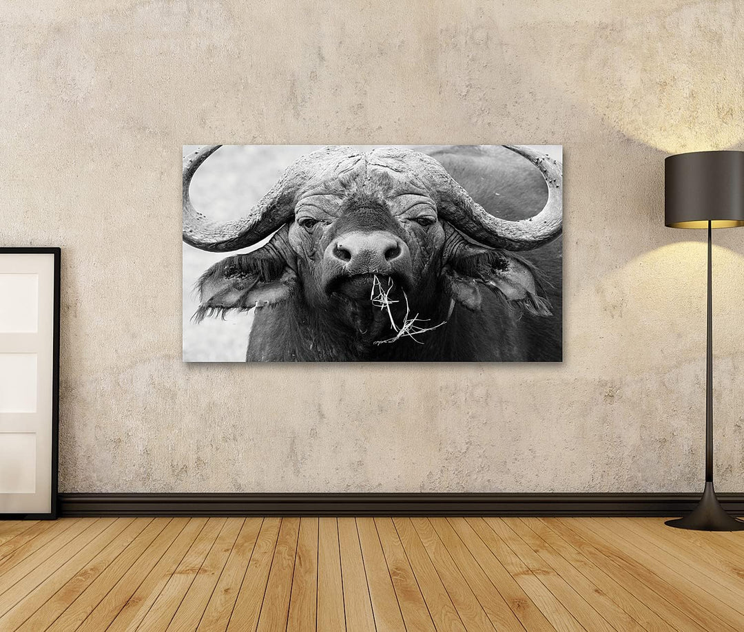 islandburner Bild auf Leinwand Portrait Afrikanischer Büffel Kaffernbüffel In Schwarz-Weiss Serenget