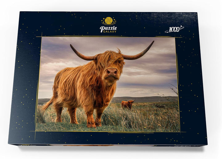 Highland Kühe an der Nordküste Schottlands - Premium 1000 Teile Puzzle - MyPuzzle Sonderkollektion v