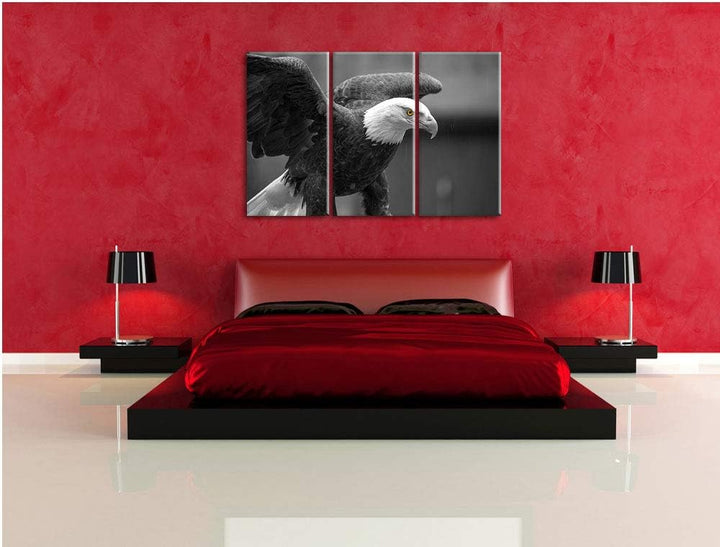 schöner Weisskopseeadler schwarz/weiss 3-Teiler Leinwandbild 120x80 Bild auf Leinwand, XXL riesige B