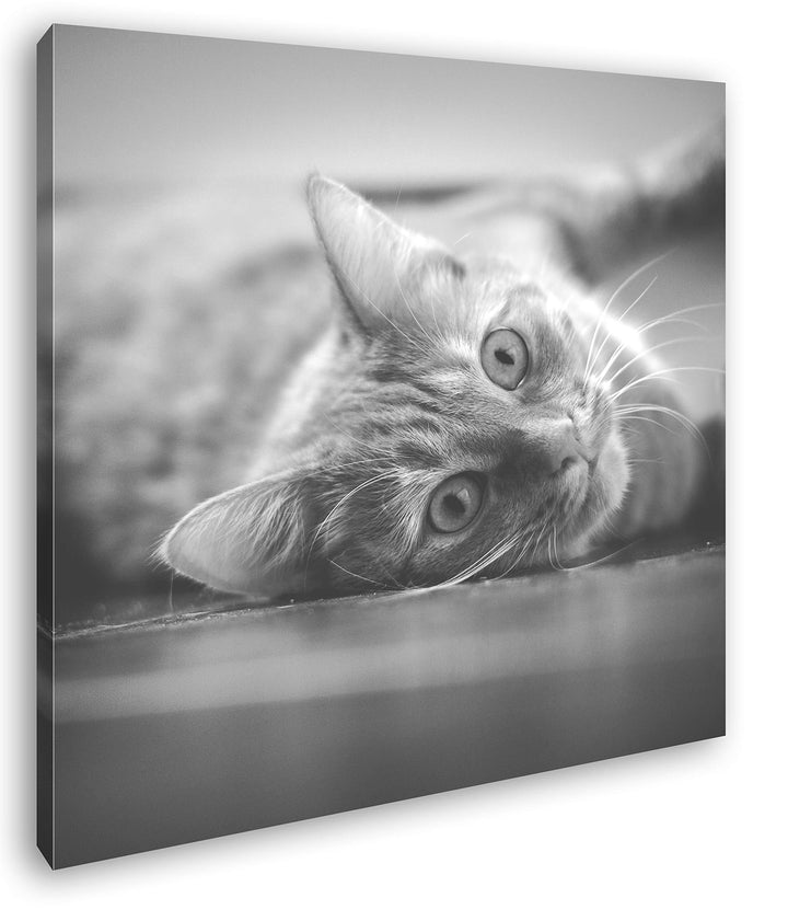 deyoli süsse verspielte Katze Format: 70x70 Effekt: Schwarz&Weiss als Leinwandbild, Motiv auf Echtho