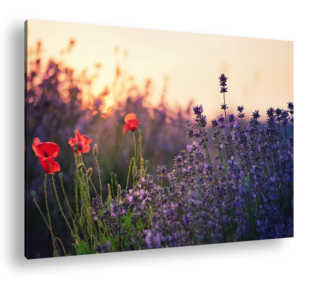 deyoli blühender Lavendel und Mohn Format: 60x40 als Leinwandbild, Motiv fertig gerahmt auf Echtholz