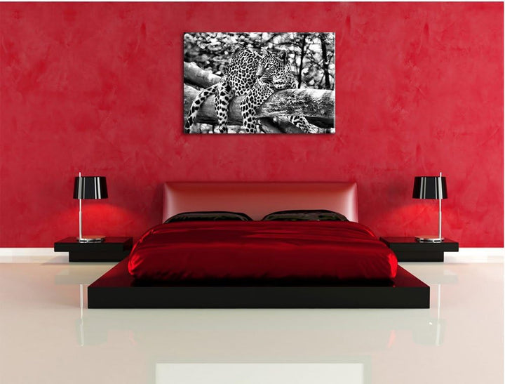 Pixxprint Leopard auf AST als Leinwandbild/Grösse: 100x70 cm/Wandbild/Kunstdruck/fertig bespannt, 10