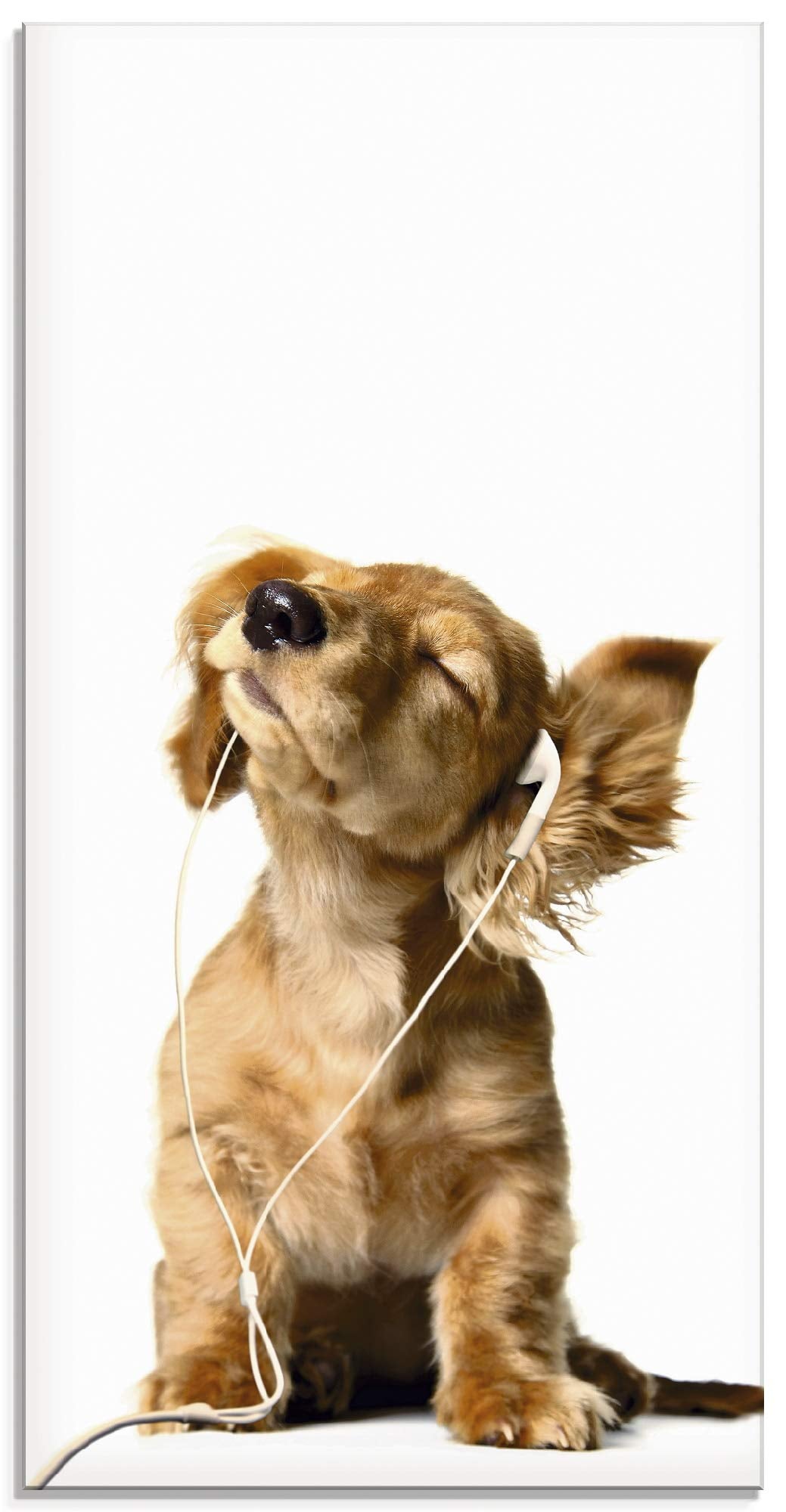 ARTland Glasbilder Wandbild Glas Bild einteilig 30x60 cm Hochformat Hund Tiere Musik Dackel Welpen L