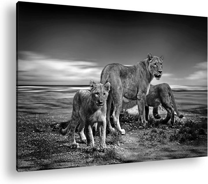 deyoli zauberhafte Löwenfamilie Format: 60x40 Effekt: Schwarz&Weiss als Leinwandbild, Motiv fertig g