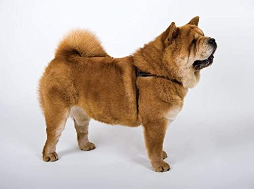 Dingo Rundes Ledergeschirr für Hund Chow-Chow ø 1,2 cm,Grösse L Braun 10573 Braun L (1er Pack), Brau