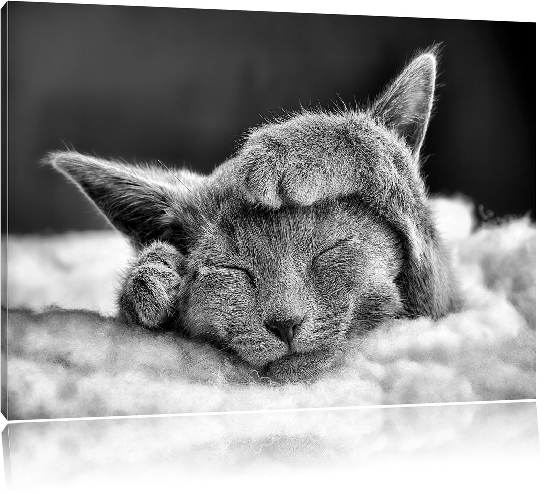 Monocrome, Süsses Kätzchen, Format: 100x70 auf Leinwand, XXL riesige Bilder fertig gerahmt mit Keilr