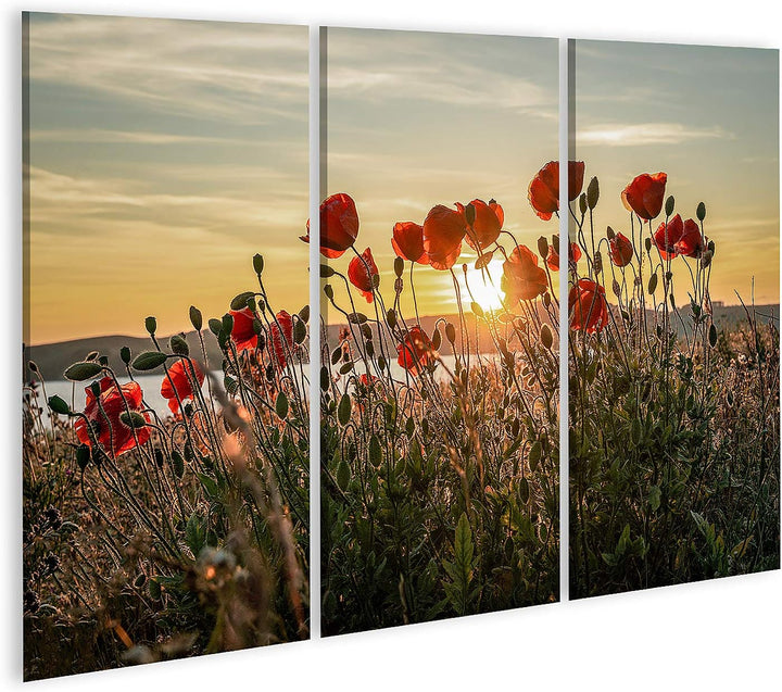 islandburner Bild auf Leinwand Roter Mohn Sonnenuntergang Mönchgut Ostseeinsel Rügen Bilder Wandbild