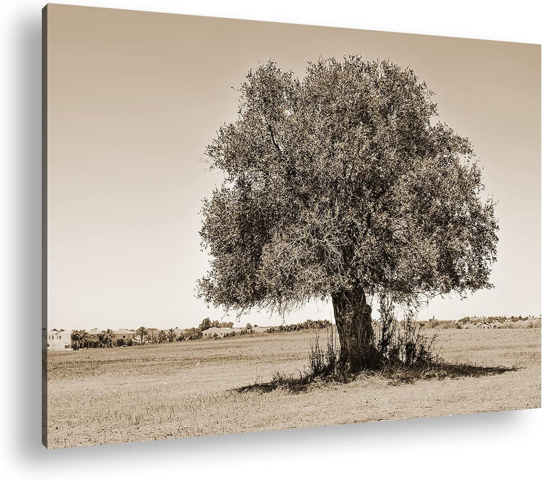 deyoli himmlicher einsamer Baum Format: 60x40 cm Effekt: Sepia als Leinwandbild, Motiv fertig gerahm