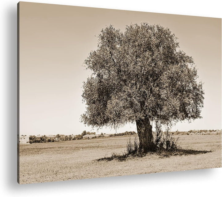 deyoli himmlicher einsamer Baum Format: 60x40 cm Effekt: Sepia als Leinwandbild, Motiv fertig gerahm
