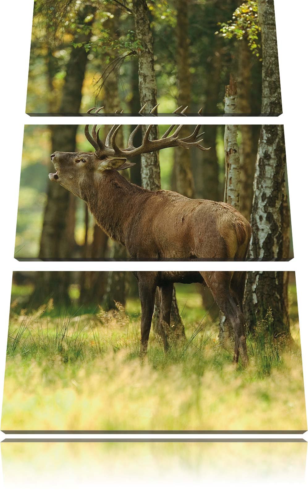 Pixxprint Hirsch im Wald 3-Teiler Leinwandbild 120x80 Bild auf Leinwand