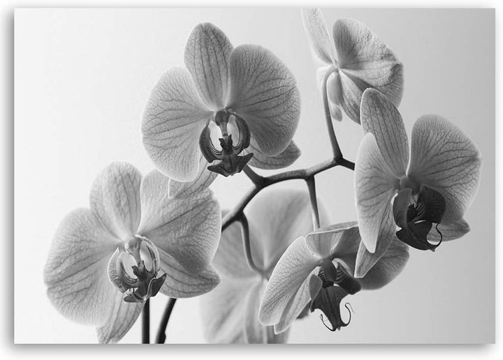 Feeby Bild auf Leinwand Orchideen Kunstdruck modern für Schlafzimmer Grau 80x60 cm Leinwandbild 80x6