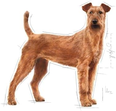 ROYAL CANIN CCN Medium Dental Care - Dry Food for Adult Dogs - 10kg