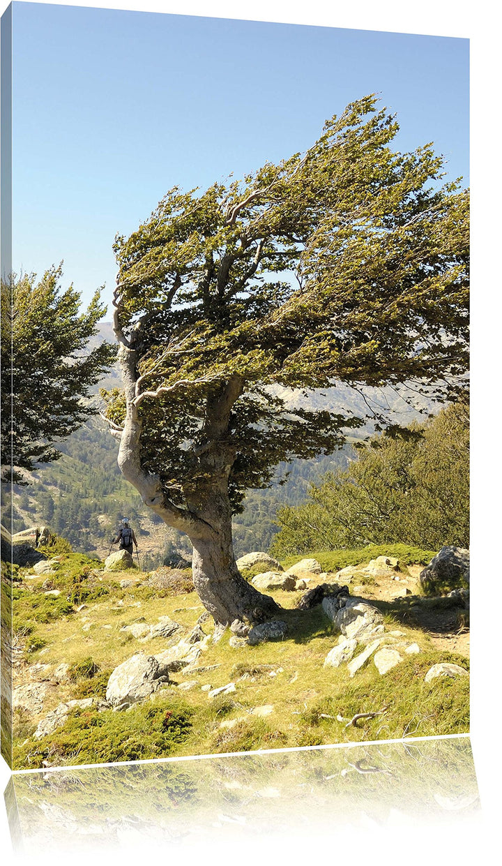 Pixxprint Schiefer Baum, Format: 100x70 auf Leinwand, XXL riesige Bilder fertig gerahmt mit Keilrahm