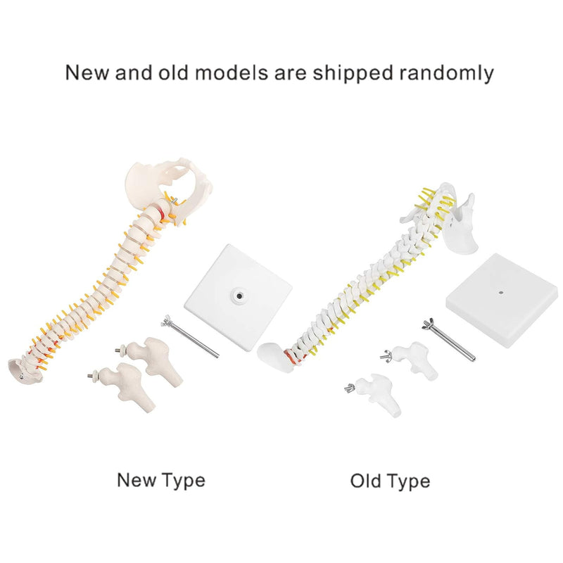 Wirbelsäule Modell Wirbelsäulenmodell mit Ständer 45 cm Abnehmbares Flexibles Menschliches Wirbelsäu