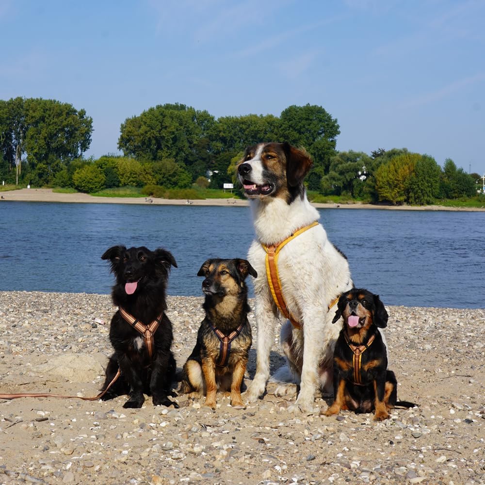 Anny-X Brustgeschirr Fun Goldglöckchen | Hundegeschirr Grösse XXS (Brustumfang 36-42 cm), XXS