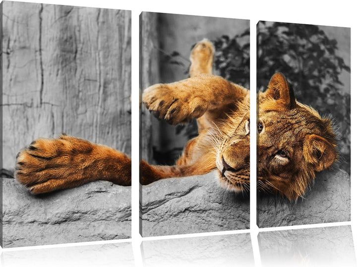 Pixxprint verspielter Kleiner Löwe als Leinwandbild | Grösse: 3 Teilig (120x80) | Wandbild| Kunstdru
