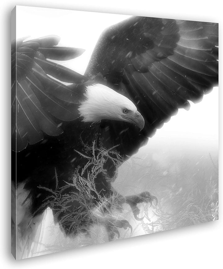 deyoli edler Adler im Sturzflug Format: 70x70 Effekt: Schwarz&Weiss als Leinwandbild, Motiv fertig g