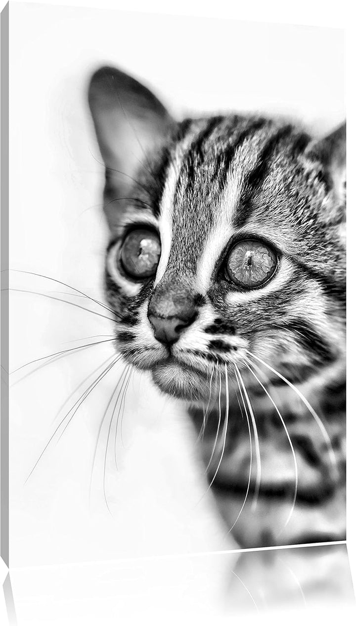 Pixxprint Monocrome, Junge Marmorkatze, Format: 100x70 auf Leinwand, 100x70