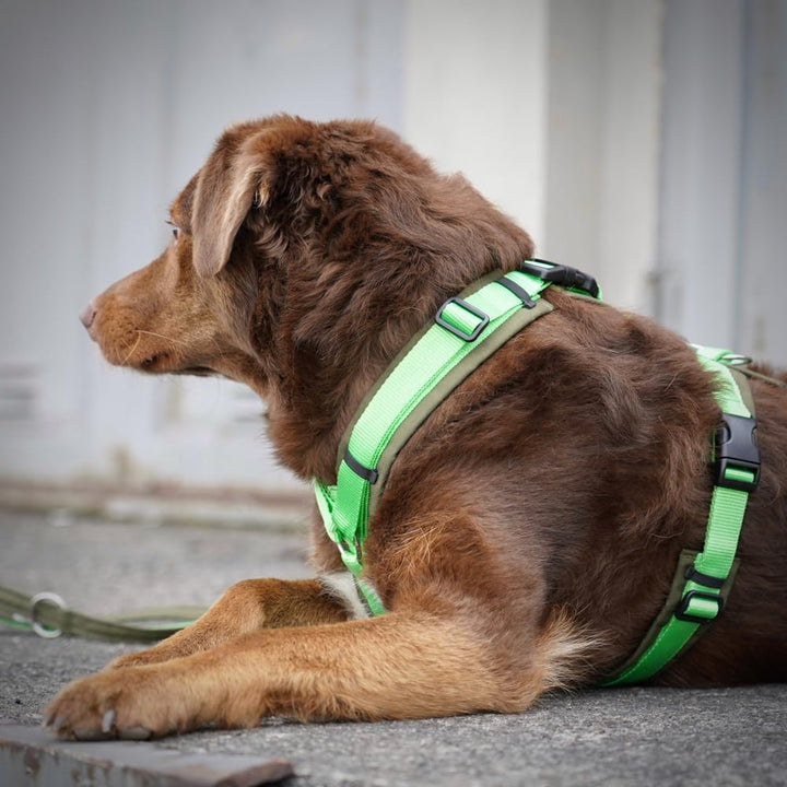 Anny-X Brustgeschirr Open Fun | Hundegeschirr für Sensible Hunde | Farbe Oliv-Hellgrün | Gr. XXS (Br