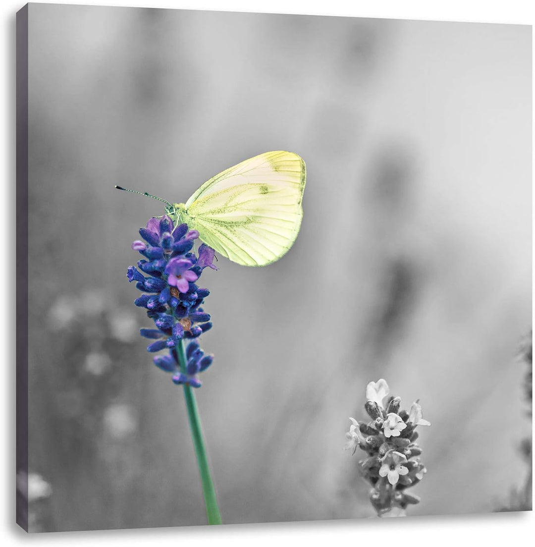 Pixxprint schöner Schmetterling auf Lavendel als Leinwandbild/Grösse: 70x70 cm/Wandbild/Kunstdruck/f