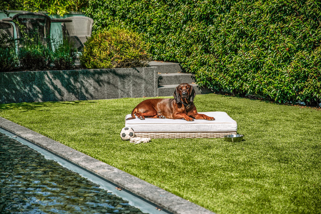 greemotion PET Hundebett aus Polyrattan inklusive Kissen, ca. 95 x 15 x 65 cm, S