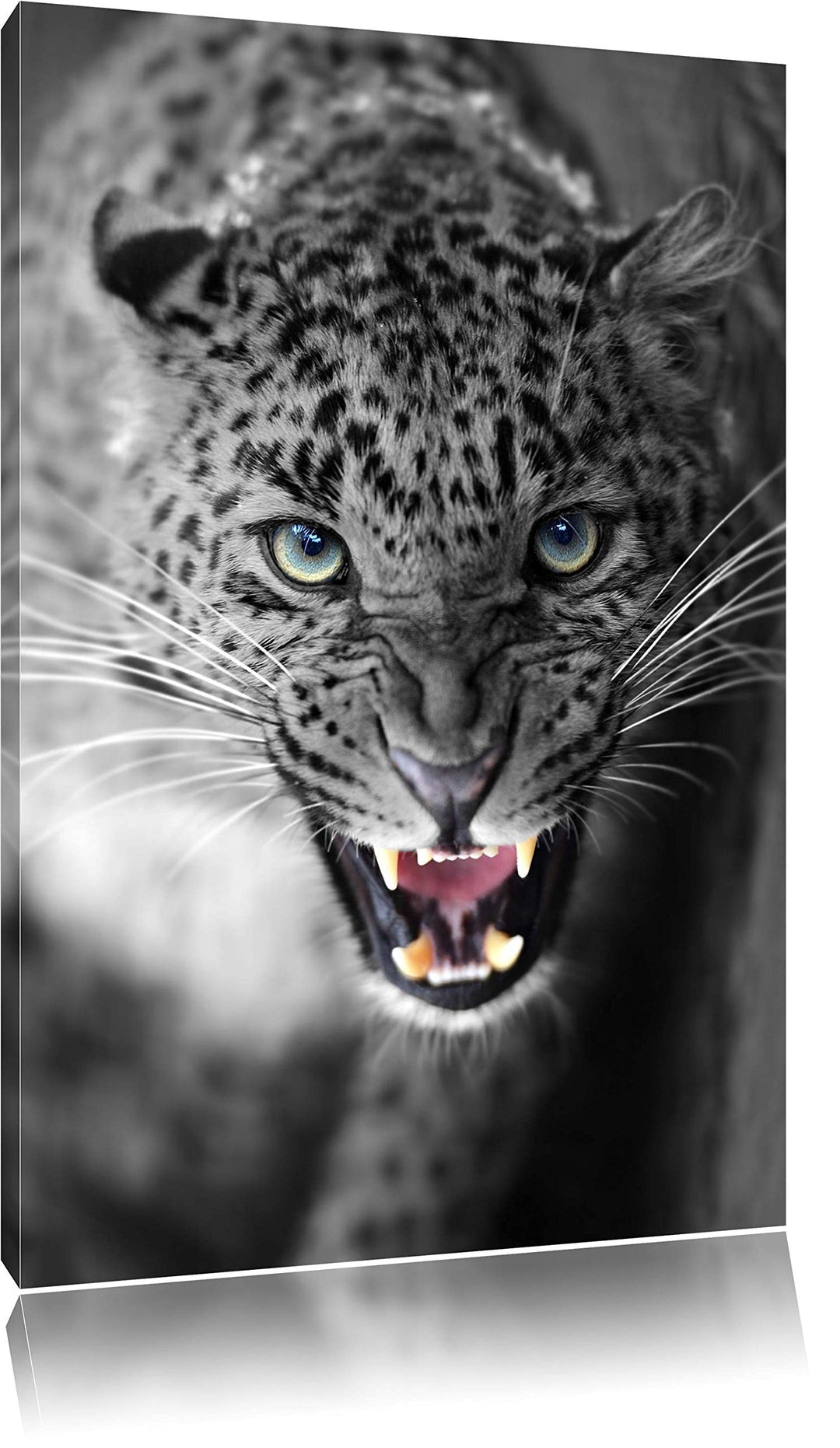 schöner fauchender Leopard schwarz/weiss Format: 100x70 auf Leinwand, XXL riesige Bilder fertig gera