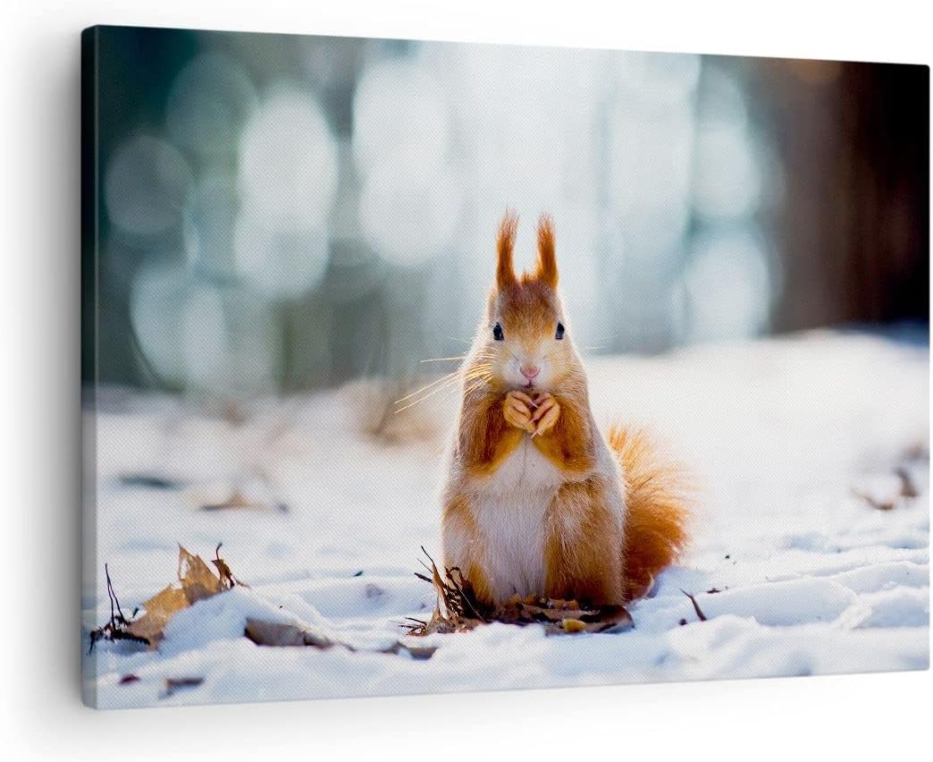 Bilder auf Leinwand Eichhörnchen Winter Schnee Essen Leinwandbild 70x50cm Wandbilder Dekoration Wohn