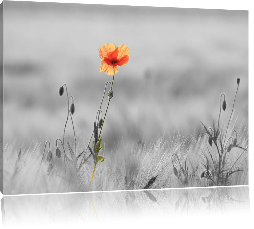 Rote Mohnblume im Feld schwarz/weiss Format: 100x70 auf Leinwand, XXL riesige Bilder fertig gerahmt