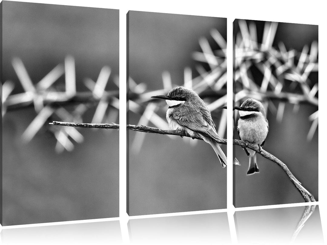 Pixxprint exotische Vögel auf AST als Leinwandbild/Grösse: 3 Teilig (120x80) cm/Wandbild/Kunstdruck/