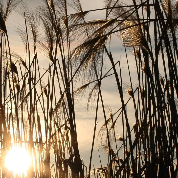 Feeby Bilder Natur 200x100 cm - Leinwandbild 5 Teilig XXL Kunstdruck Gras Sonne braun Leinwandbild X
