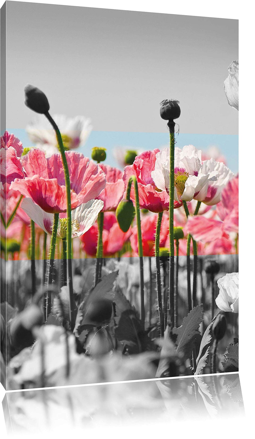 Pixxprint Blumenwiese Mohnblumen schwarz/weiss, Format: 70x100 auf hochkantiges Leinwand, 70x100