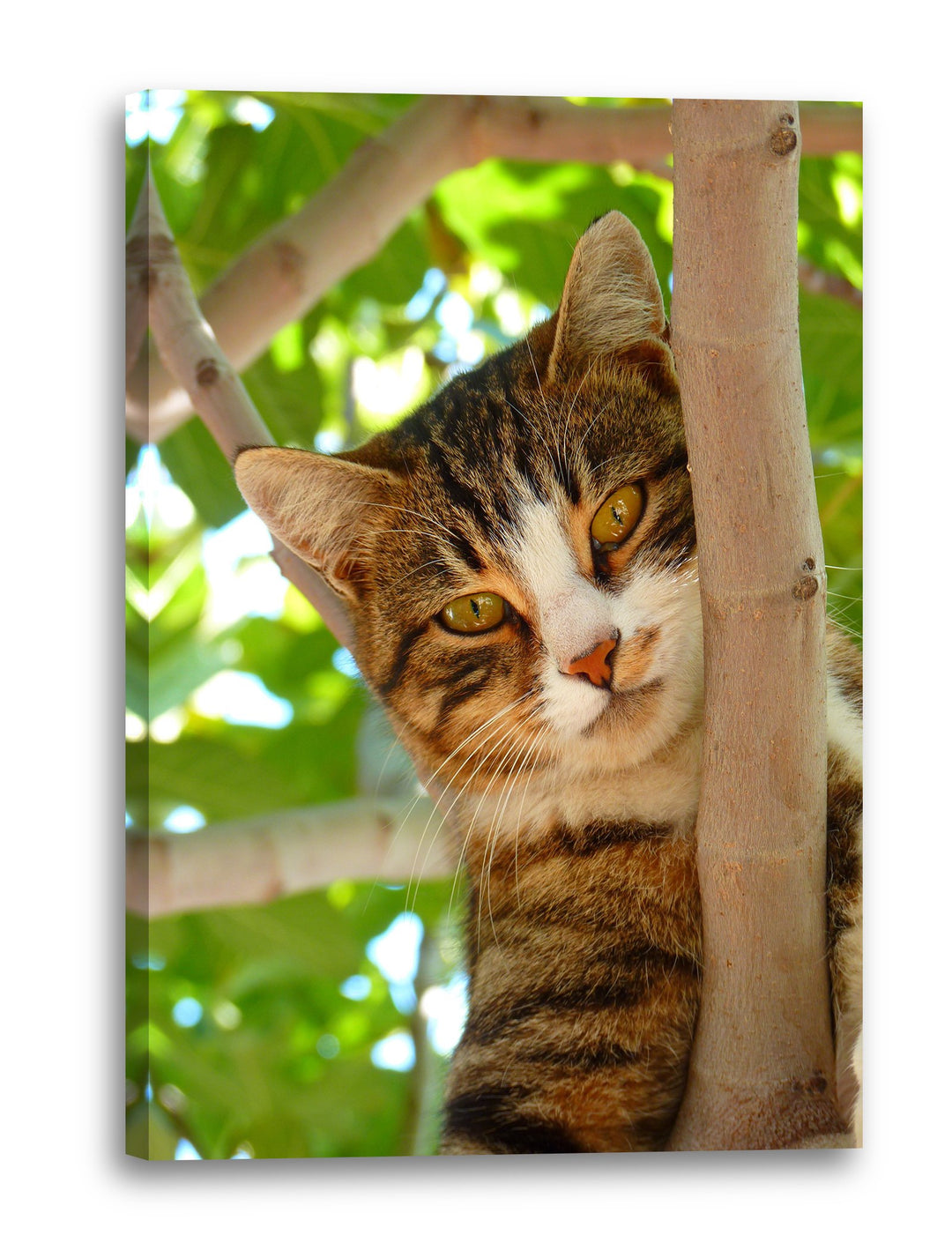 Printed Paintings Leinwand (60x80cm): Katze auf Baum süss Katzenbaby Katzenbilder 60x80 cm, 60x80 cm