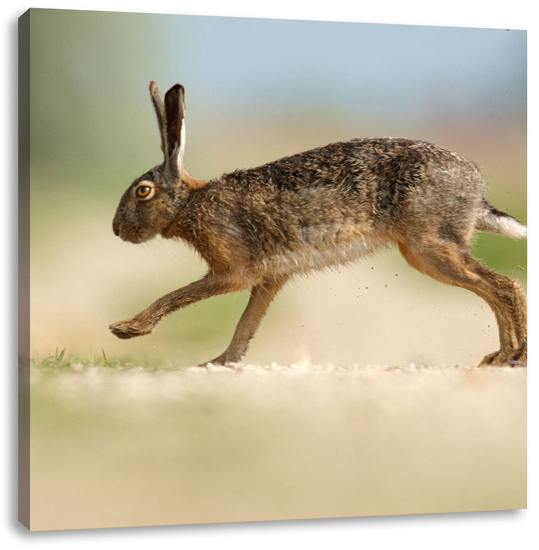 Pixxprint Hüpfender Hase, Format: 70x70 auf Leinwand, XXL riesige Bilder fertig gerahmt mit Keilrahm