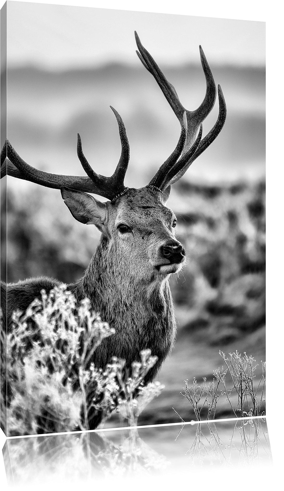 Pixxprint Stolzer Hirsch auf Wiese als Leinwandbild/Grösse: 100x70 cm/Wandbild/Kunstdruck/fertig bes