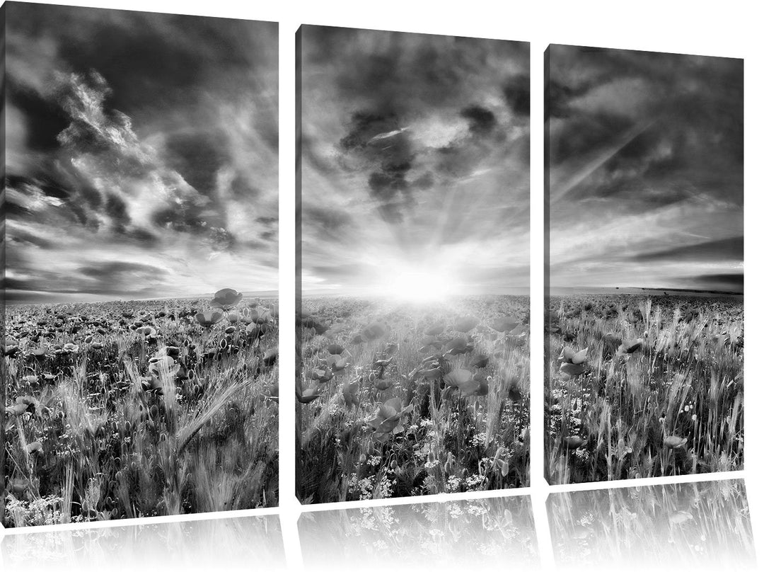 Pixxprint Monocrome, Blühende Mohnwiese in der Sonne 3-Teiler Leinwandbild 120x80 Bild auf Leinwand