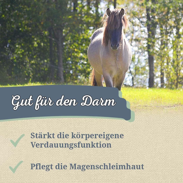 Krauterie braune Leinsamen für Pferde in Spitzenqualität (5000 g) - Artgerechtes Einzelfuttermittel
