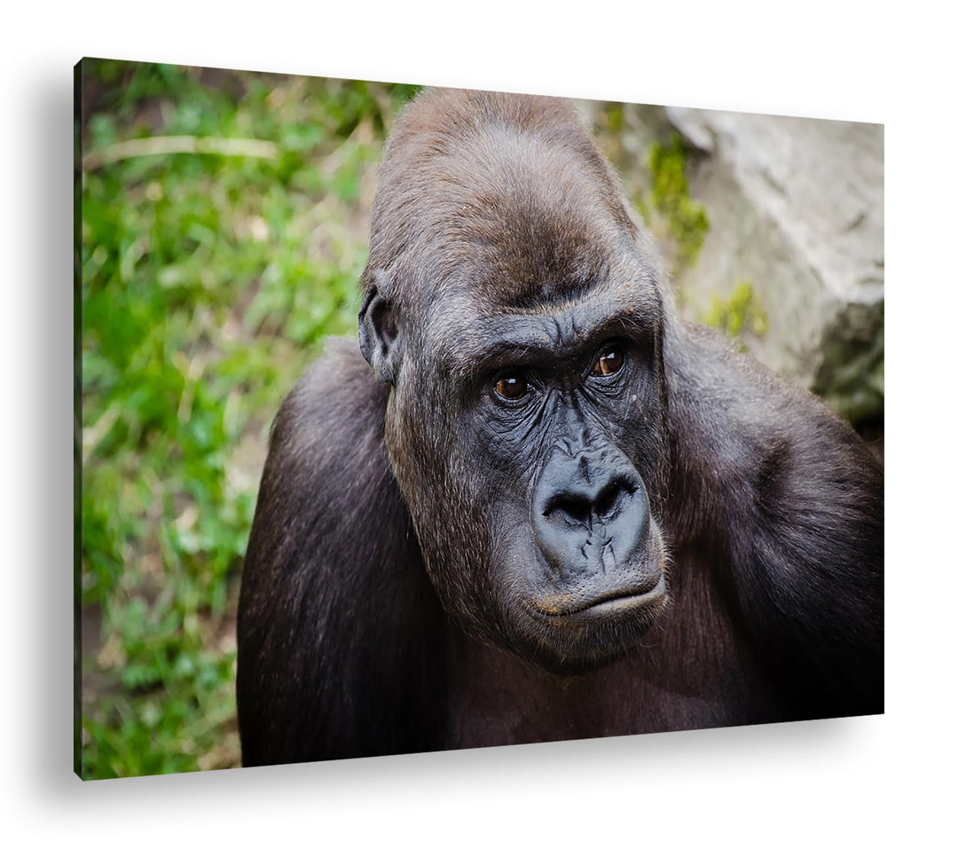 deyoli Grosser schwarzer Gorilla Format:90x60 cm als Leinwandbild, Motiv fertig gerahmt auf Echtholz