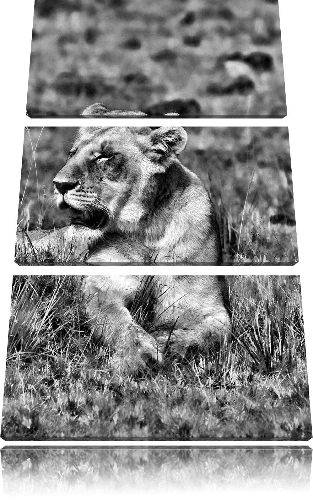 Pixxprint Monocrome, Löwin entspannt im Gras 3-Teiler Leinwandbild 120x80 Bild auf Leinwand