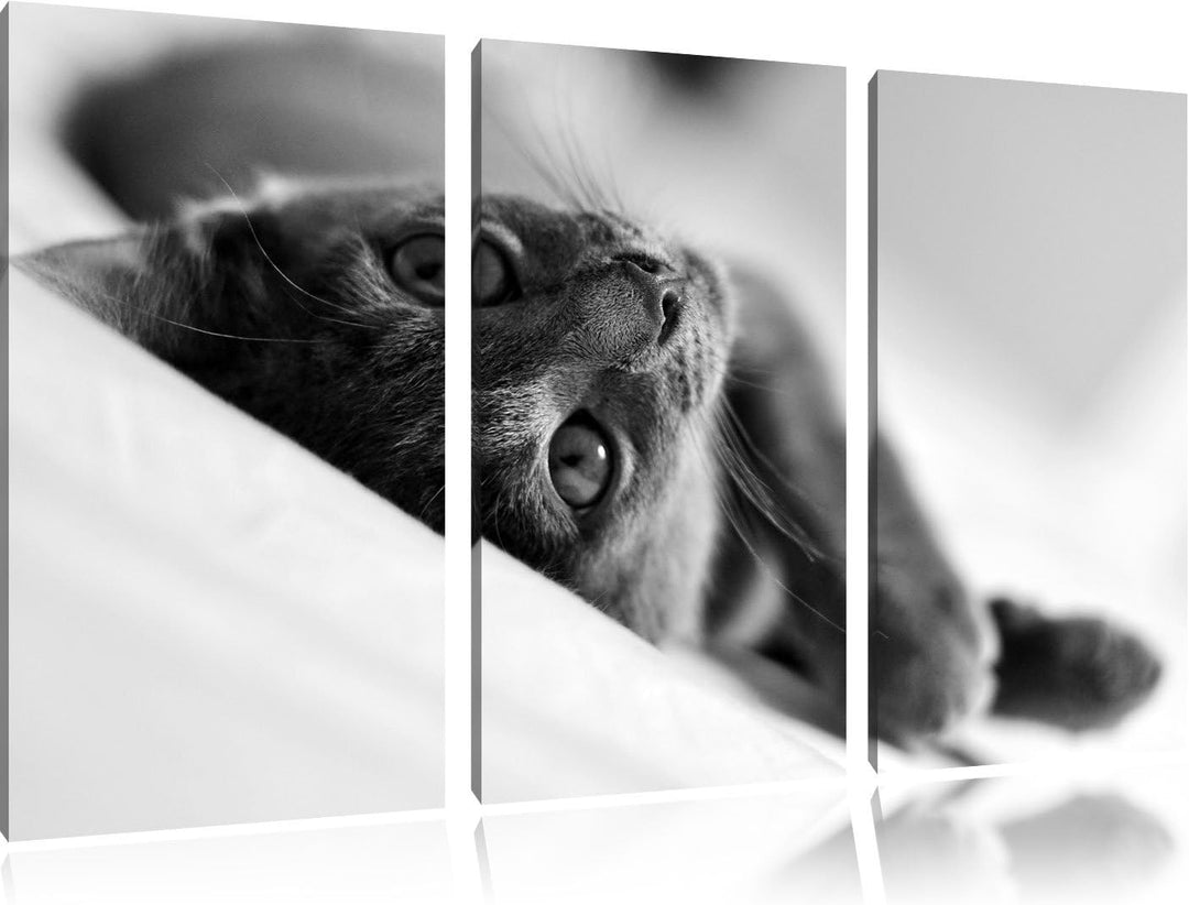 Pixxprint Niedliche Katze liegt im Bett 3-Teiler Leinwandbild 120x80 Bild auf Leinwand