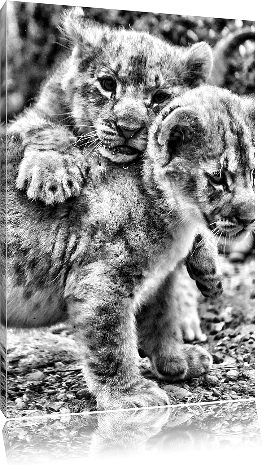 Pixxprint Monocrome, spielende Löwenjunge, Format: 100x70 auf Leinwand, 100x70
