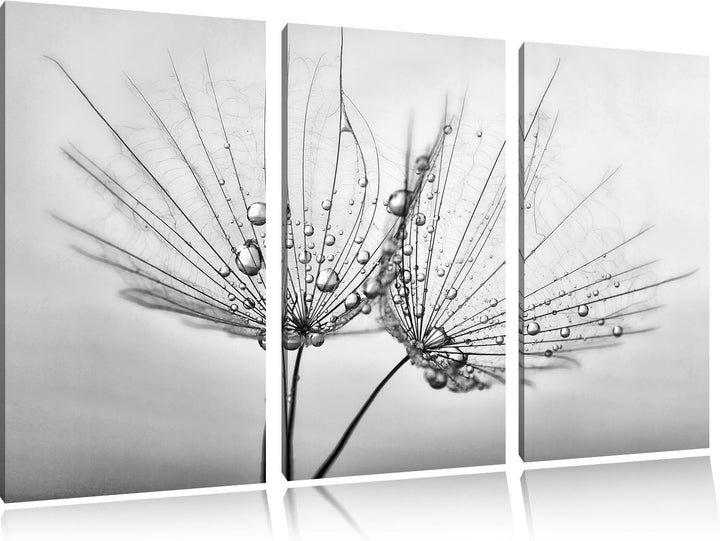 Pixxprint Pusteblumen mit Tautropfen als Leinwandbild/Grösse: 3 Teilig (120x80) cm/Wandbild/Kunstdru