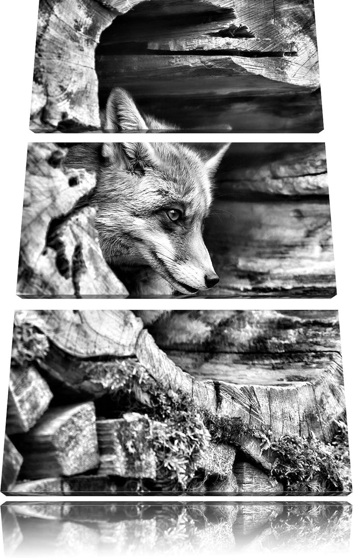 Pixxprint Fuchs im Baumstamm als Leinwandbild/Grösse: 3 Teilig (120x80) / Wandbild/Kunstdruck/fertig