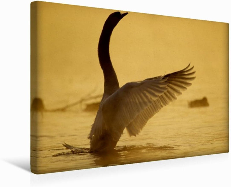 Premium Textil-Leinwand 45 x 30 cm Quer-Format Ein Bild aus dem Kalender SWANS/UK-Version | Wandbild