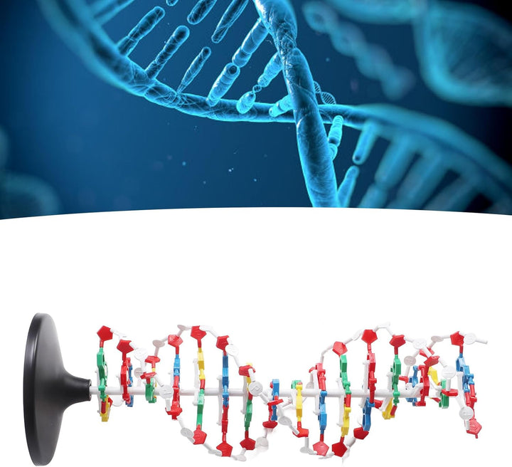 DNA-Strukturmodell, Plastisches Pädagogisches DNA-Doppelhelix-Modell, Lehrmittel für den Biologieunt